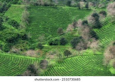 View of Sapa Green Tea plantation farm taken early in the morning. Famous viewpoint in Sapa, Vietnam - Powered by Shutterstock