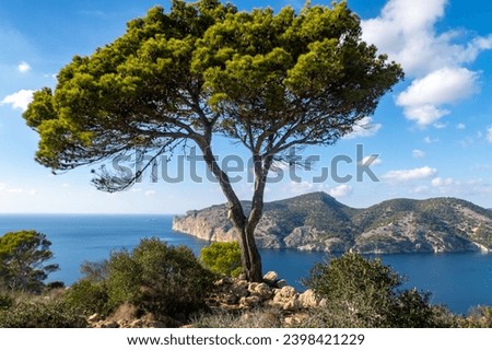 View to the sea bay and big pine tree.