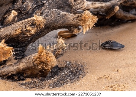 A view of a sea sand beach with an old tree trunk washed from the sea with gnarled roots. Shells washed up in the sand. Selective focus. Baltic Sea, Latvia