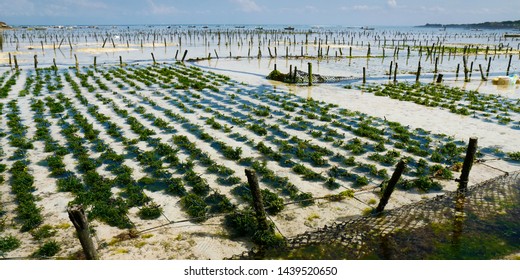 View Of Sea Weed Farm In Underwater Plantation