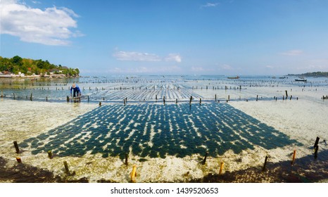 View Of Sea Weed Farm In Underwater Plantation