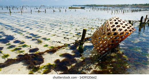 View Of Sea Weed Farm In Underwater Plantation