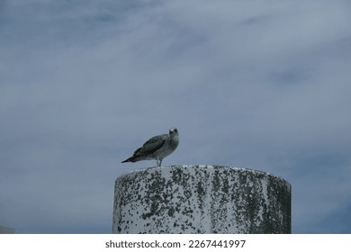 view of a seagull in cloudy sky