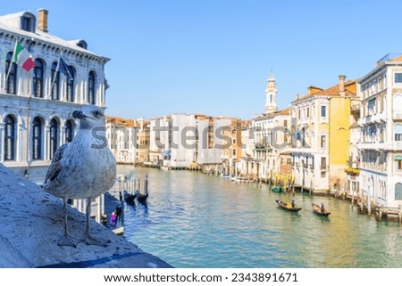 View of a seagull on the Rialto bridge, and the Grand Canal, in Venice, Veneto, Northern Italy