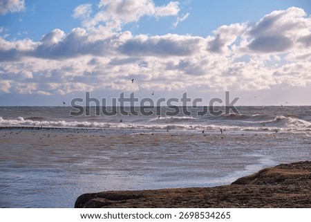 The view of the seagulls flying over waves during storm on the  coast of Black Sea. Krasnodar Krai. Russia