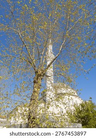 View of Selimiye Mosque through budding tree branches in spring.