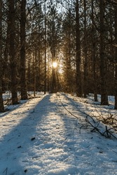 View Of The Setting Sun With Rays Beating Through The Branches Of Pine Trees. Melting Snow With Long Shadows And Reflection Of Sunlight. Spring Landscape Of A Wild Forest