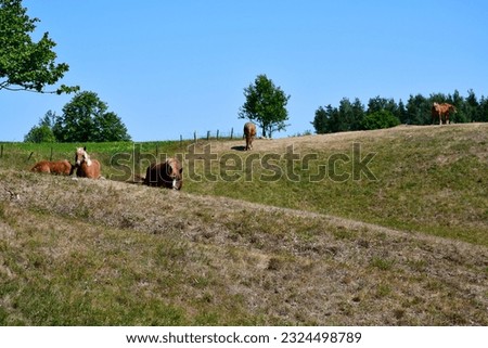 A view of several horses, cows, and other animals grazing in the field and searchong for food between two vast hills that are additionally covered with trees, herbs, shrubs and other flora in summer