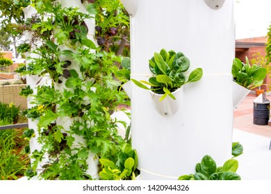 A View Of Several Plastic Stands Of Hydroponic Grown Vegetables.