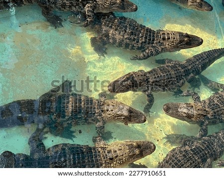 A view of several small alligators swimming in a shallow pool.