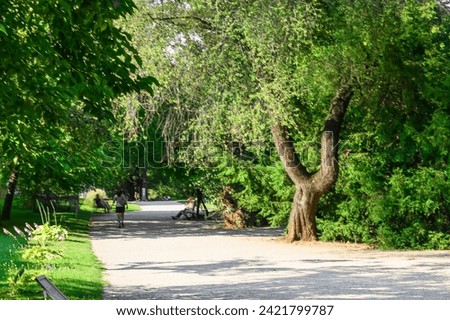 It is view of a shadow alley in Vienna park. It is view garden in sunny day.