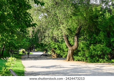 It is view of shadow alley in Vienna park. It is view of garden in a sunny day.