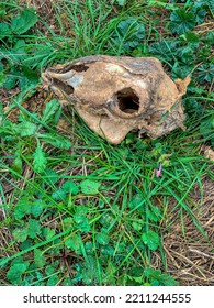 View Of A Sheep Skull In The Wild