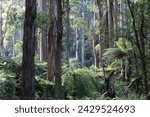 View of the Sherbrooke Forest in the Dandenong Ranges National Park near Kallista, one of the many little villages in the Dandenong Ranges.