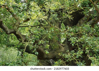 A View Of Sherwood Forest