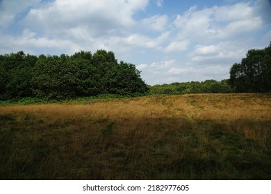 A View Of Sherwood Forest