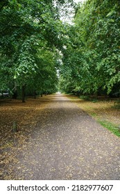 A View Of Sherwood Forest