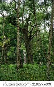 A View Of Sherwood Forest