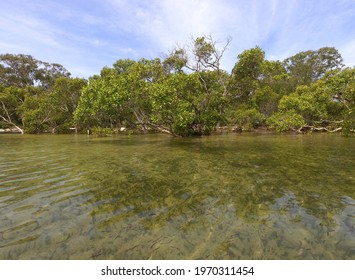 The View Of The Shoreline Mangroves From A Kayaking Trip In Bribie Island, Queensland, Australia