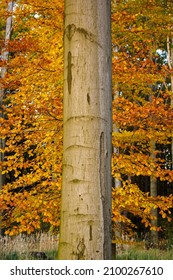 View Of The Side Of A Beech Trunk With Autumn Leaves.