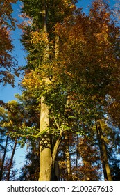 View Of The Side Of A Beech Trunk With Autumn Leaves.