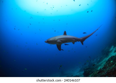 View From The Side Of A Big Thresher Shark In Malapascua, Philippines