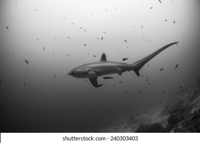 View From The Side Of A Big Thresher Shark In Malapascua, Philippines