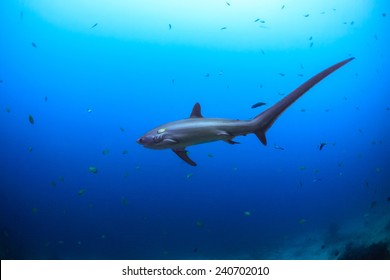 View From The Side Of A Big Thresher Shark In Malapascua, Philippines