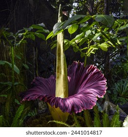 A view from the side of a Corpse Flower in full bloom in a greenhouse