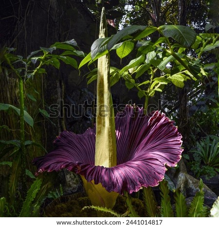 A view from the side of a Corpse Flower in full bloom in a greenhouse
