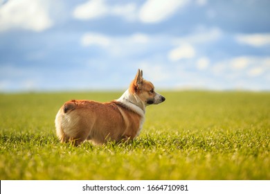 view from side to side a cute red haired Corgi dog puppy stands on a green meadow with juicy grass on a Sunny spring day