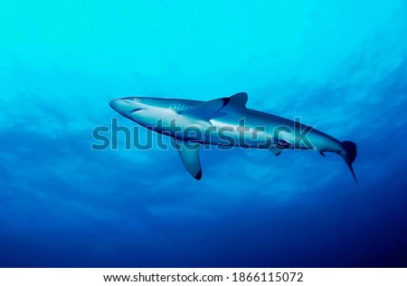 View of a Silky shark (Carcharhinus falciformis) from below