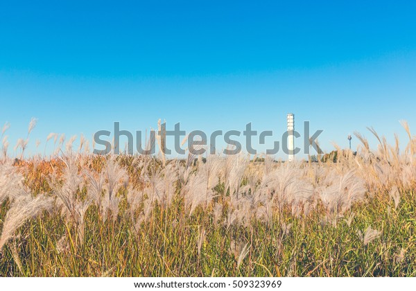 View Silver Grass Reeds Field Seoul Stock Photo Edit Now