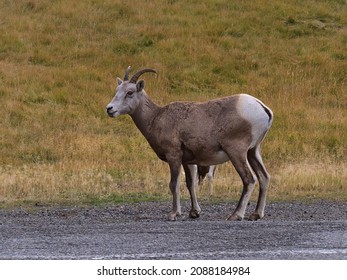 View of single female bighorn sheep (Ovis canadensis) with brown fur standing beside gravel road in Kananaskis Country, Alberta, Canada in the Rocky Mountains in autumn season with colorful grass.