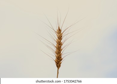 A View Of A Single Wheat Stalk Against A Cloudy Sky Background.