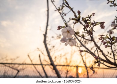 A view of the sinking sun and cherry blossoms