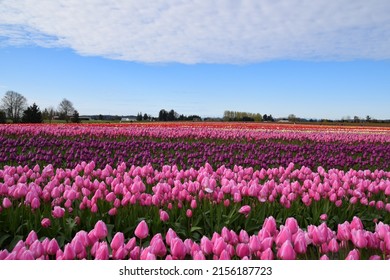 View Of Skagit Valley Tulip Field, Washington, USA