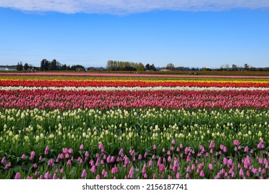 View Of Skagit Valley Tulip Field, Washington, USA