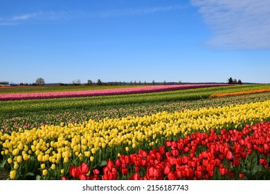 View Of Skagit Valley Tulip Field, Washington, USA