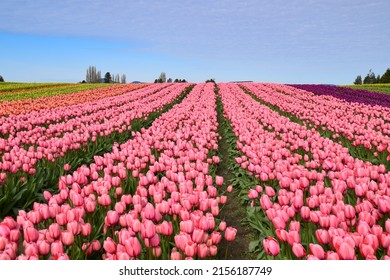 View Of Skagit Valley Tulip Field, Washington, USA