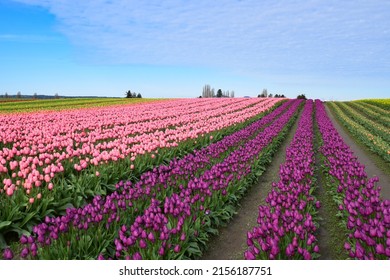 View Of Skagit Valley Tulip Field, Washington, USA