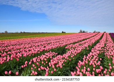 View Of Skagit Valley Tulip Field, Washington, USA