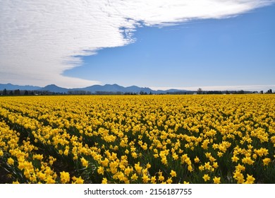 View Of Skagit Valley Tulip Field, Washington, USA