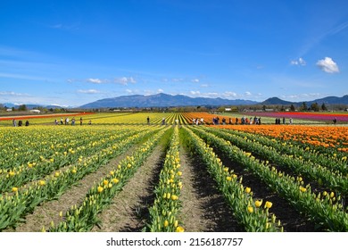 View Of Skagit Valley Tulip Field, Washington, USA