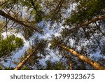 View of the sky from below from the forest