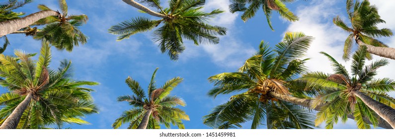 View Of Sky Through Palm Trees