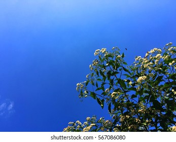 View the sky through the trees with white flowers.