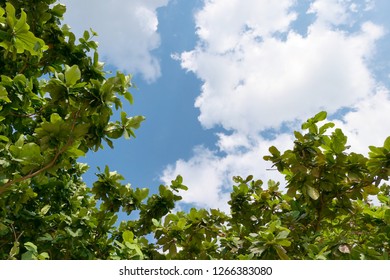 View of sky and trees