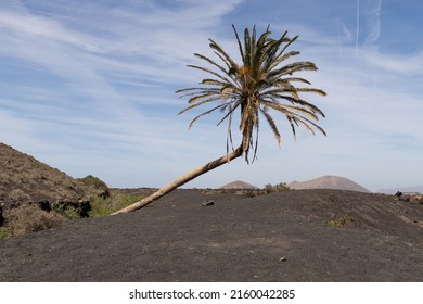 View to a slanted palm