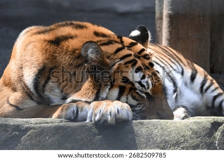 View of a sleeping tiger